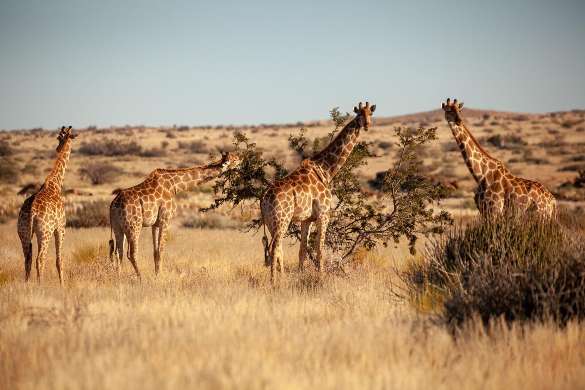 Sandfontein Lodge & Nature Reserve Exterior foto